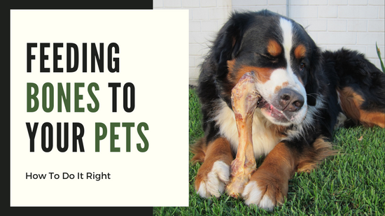 Feeding Bones to Your Pets - How To Do It Right